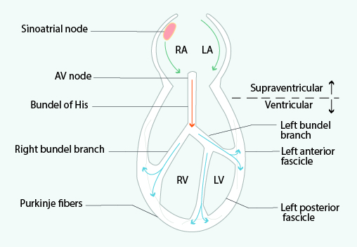 A depiction of the heart’s conduction system.