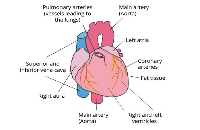 Diagram of the heart